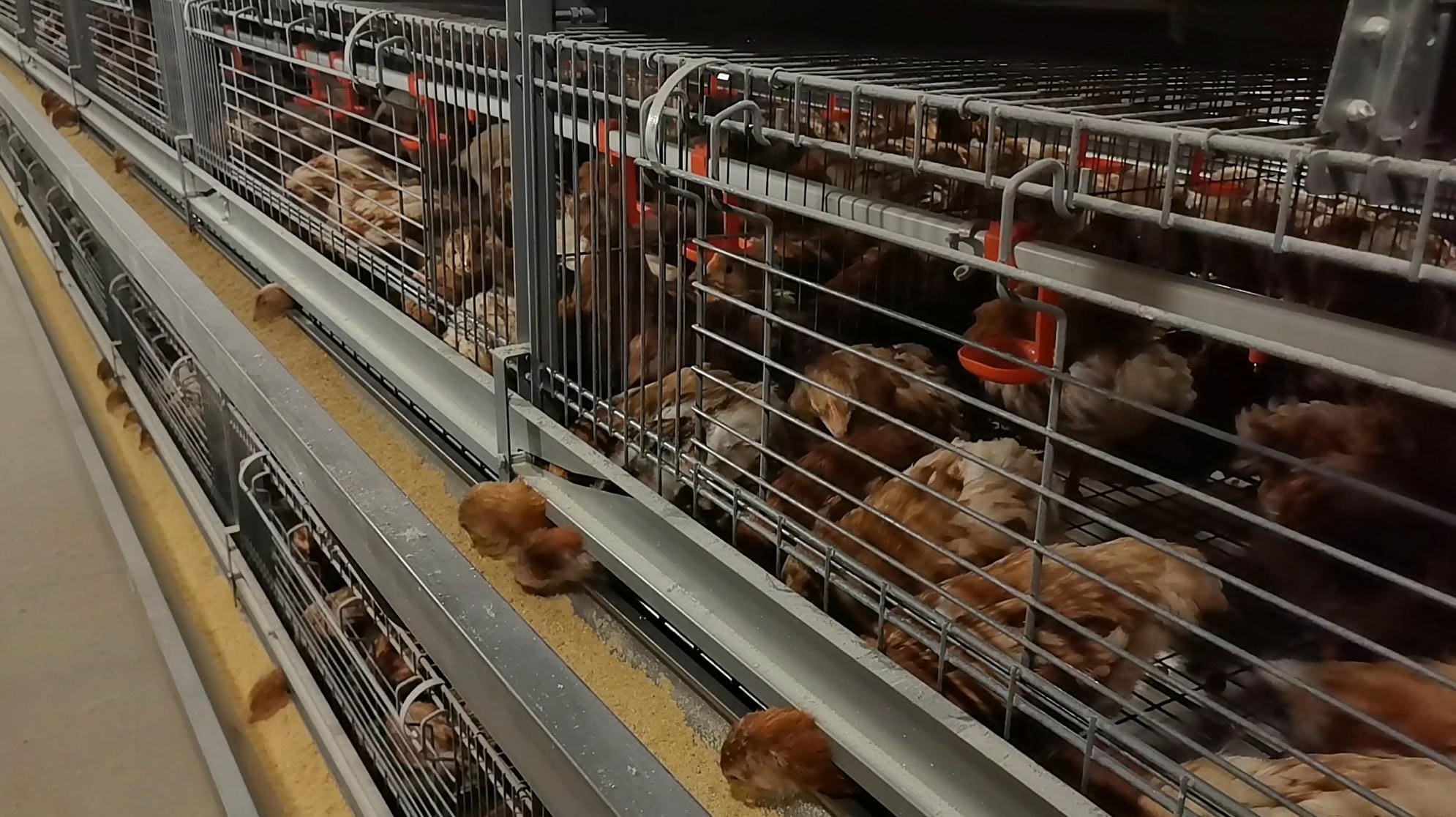 ComfortStarter Max 680 Rearing Cage